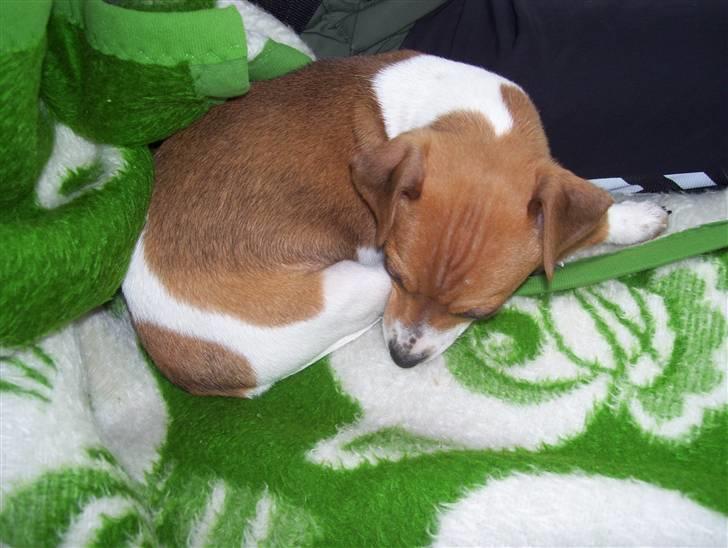 Dansk svensk gaardhund Tikki billede 2