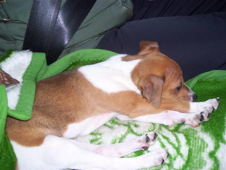 Dansk svensk gaardhund Tikki billede 3