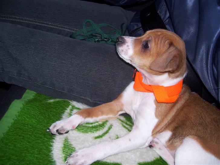 Dansk svensk gaardhund Tikki billede 4