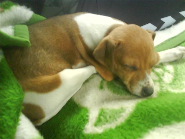 Dansk svensk gaardhund Tikki billede 5