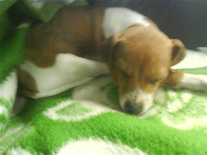 Dansk svensk gaardhund Tikki billede 6