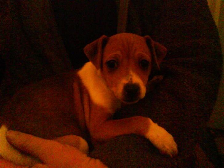 Dansk svensk gaardhund Tikki billede 7