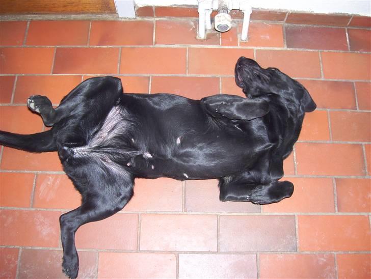 Labrador retriever Sussie billede 3