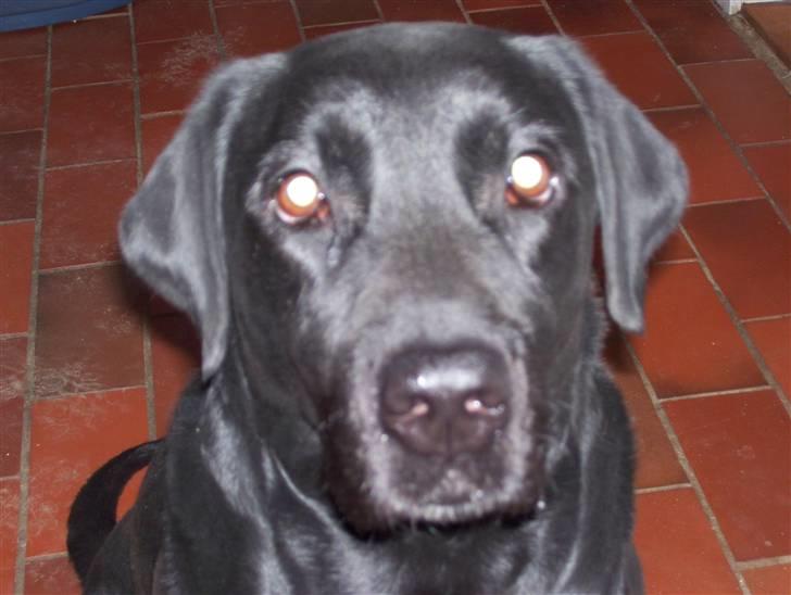 Labrador retriever Sussie billede 4