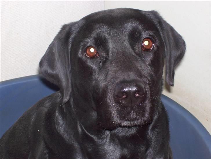 Labrador retriever Sussie billede 5