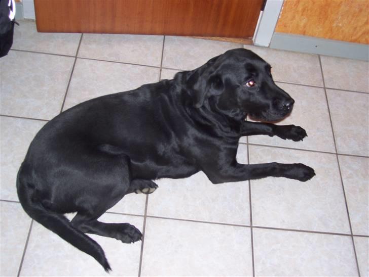 Labrador retriever Sussie billede 6