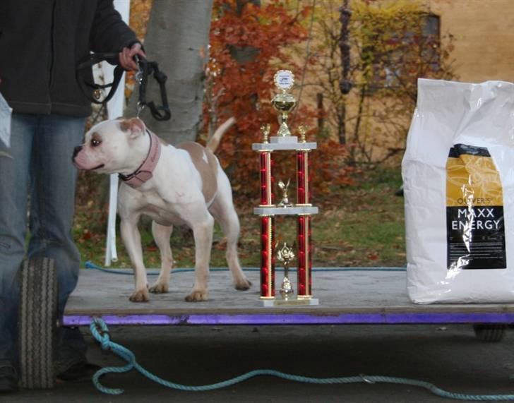 Amerikansk bulldog Bullslayer's Mean Jolene - Jolene vinder Europæisk mesterskab... billede 5