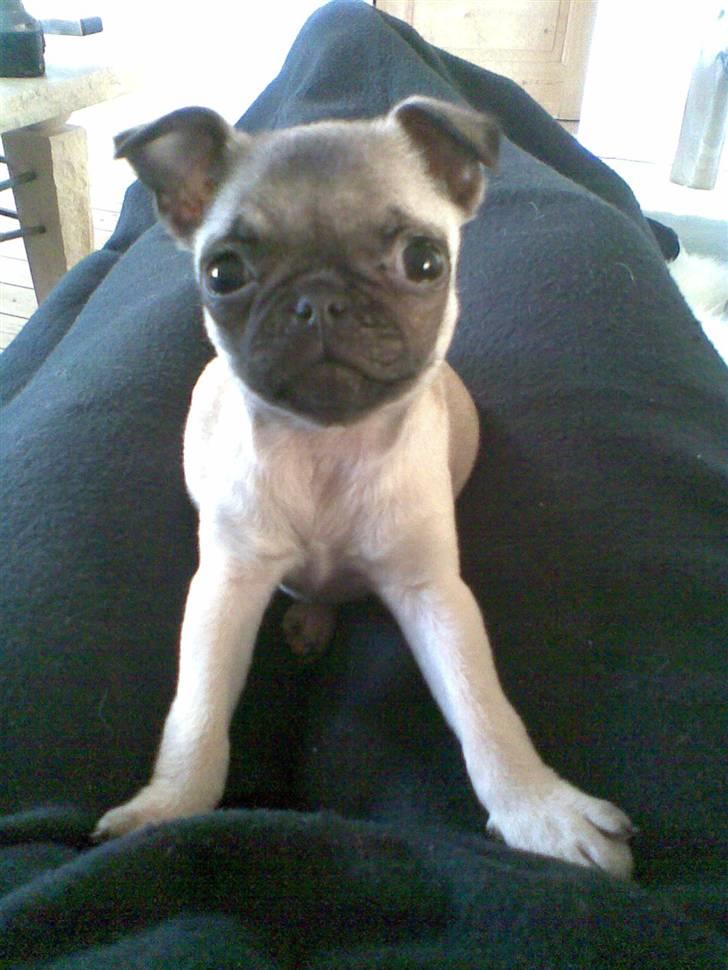 Mops Freya - Tag så det billede nu.... billede 8