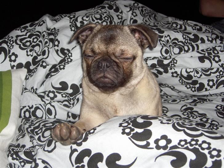 Mops Freya billede 9