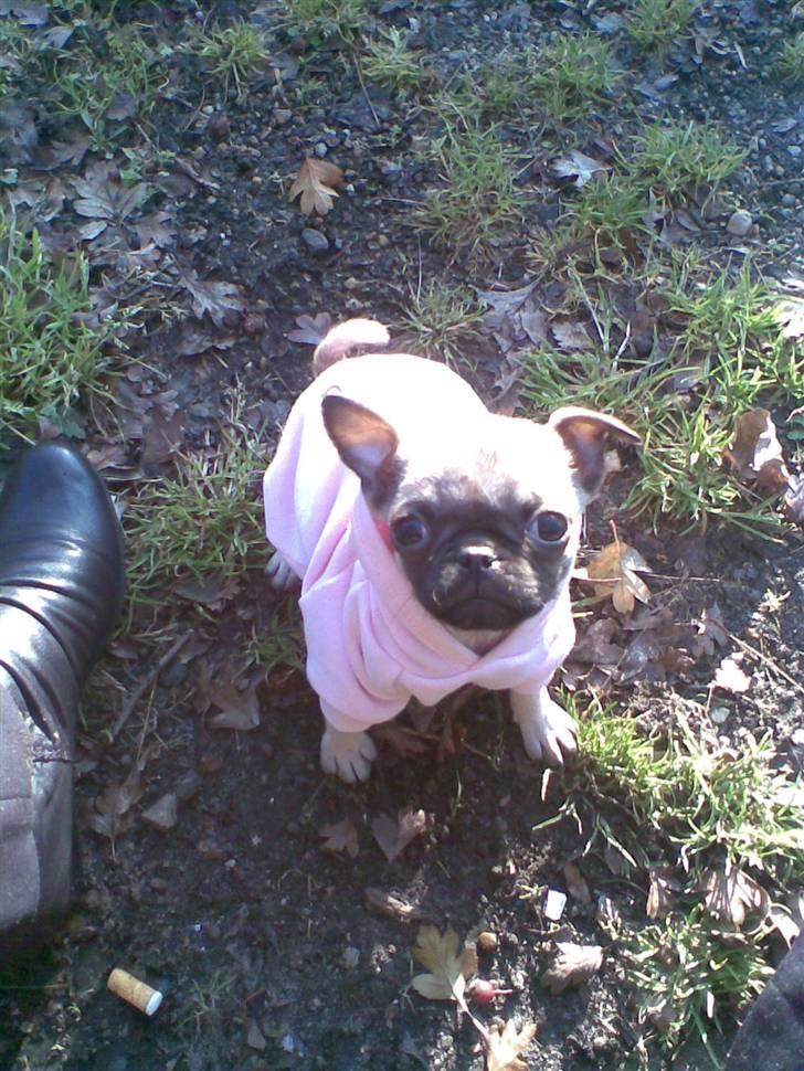 Mops Freya - Så dejligt når solen er fremme. billede 10