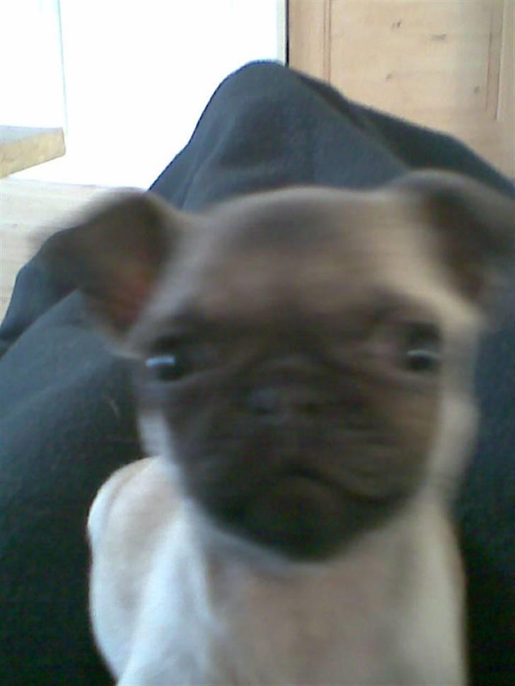 Mops Freya billede 11