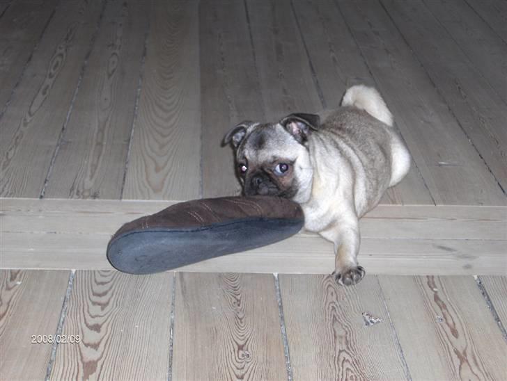 Mops Freya - Jeg vil bare vinde kampen om fars sutsko billede 12