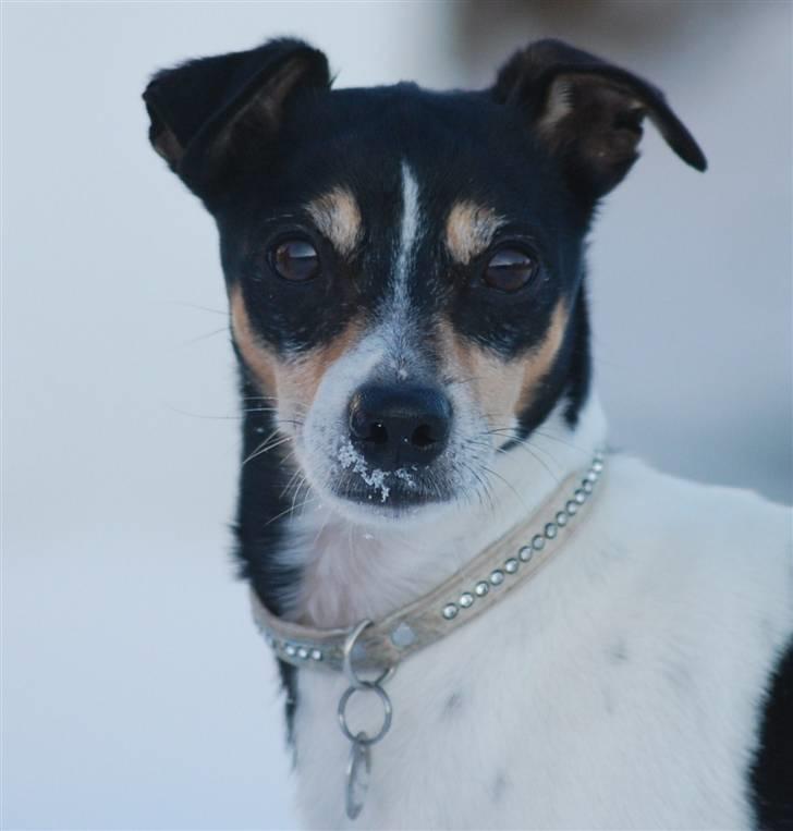 Dansk svensk gaardhund SIMBA<333 - er jeg ikk seej??xD billede 1