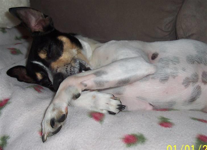 Dansk svensk gaardhund SIMBA<333 - er jeg ikke yndig:) billede 2