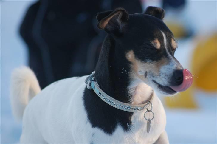 Dansk svensk gaardhund SIMBA<333 billede 3