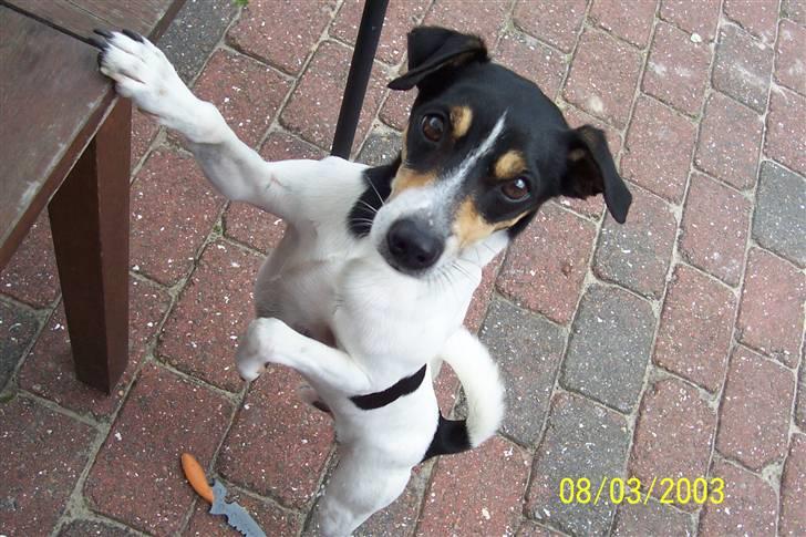 Dansk svensk gaardhund SIMBA<333 - modellen simba<3 billede 6