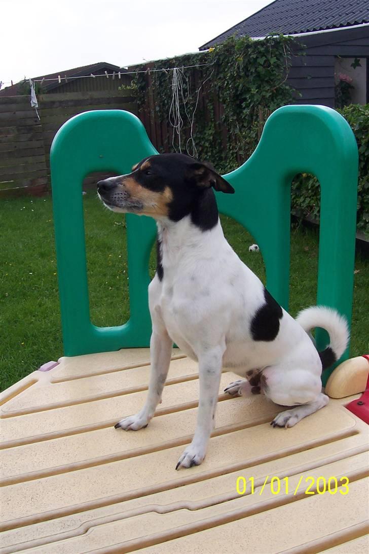 Dansk svensk gaardhund SIMBA<333 - simba nyder solen i haven(; billede 7