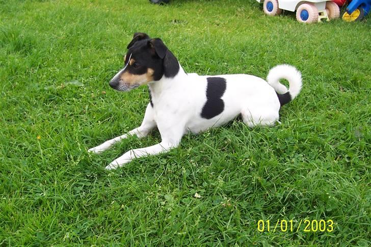 Dansk svensk gaardhund SIMBA<333 - simba i haven<3 billede 9