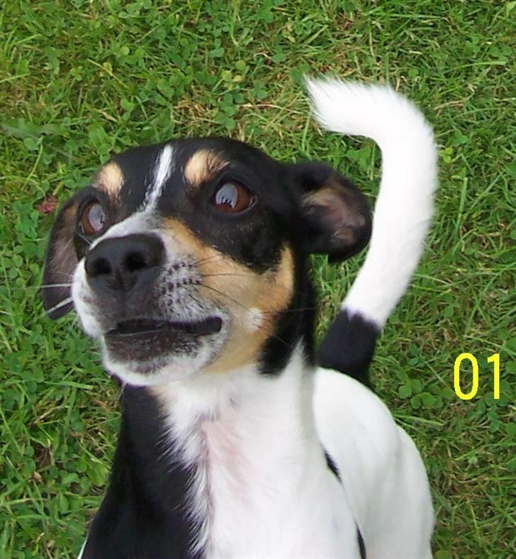 Dansk svensk gaardhund SIMBA<333 - ta et billed af mig<3 billede 10