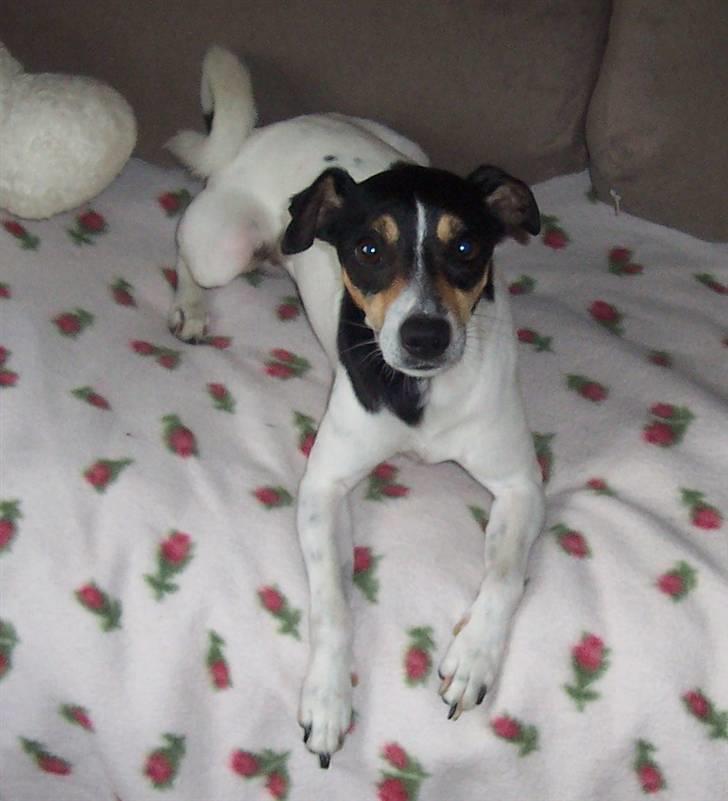 Dansk svensk gaardhund SIMBA<333 billede 11