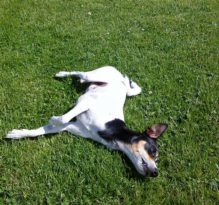 Dansk svensk gaardhund SIMBA<333 billede 12