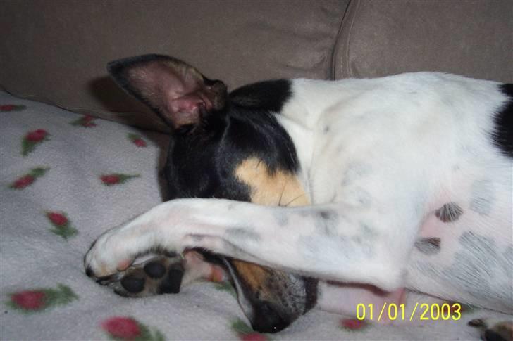 Dansk svensk gaardhund SIMBA<333 - i kan ikke finde mig.. billede 13