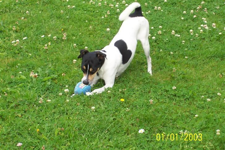 Dansk svensk gaardhund SIMBA<333 - simba i haven<3 billede 14