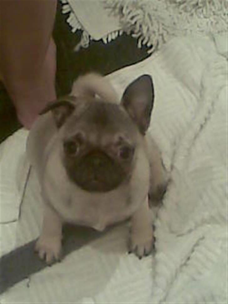 Mops Freya billede 13