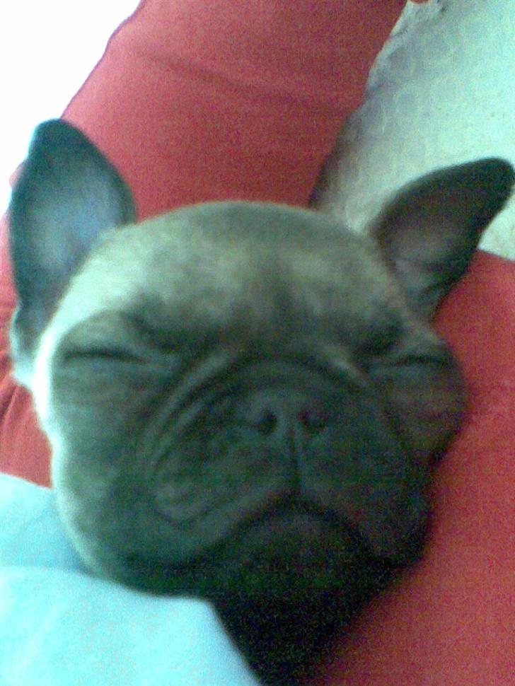 Mops Freya - jeg er sååå træt billede 14