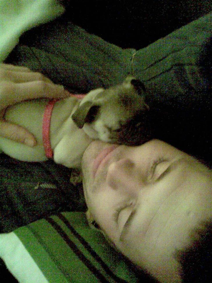 Mops Freya - Putter ved far billede 15