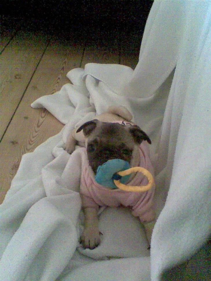 Mops Freya - Se hvad jeg har fundet billede 16