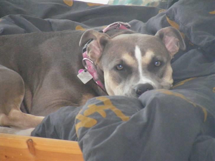 Blanding af racer Joy - Jeg kan godt lide min bamse som jeg sover med :) billede 5