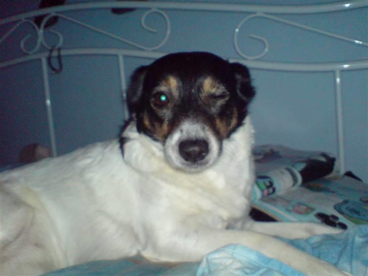 Dansk svensk gaardhund Molly - Blinke blinke xD billede 18