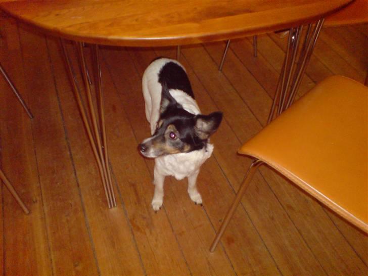 Dansk svensk gaardhund Molly - Molly-pigen under bordet <3 billede 19