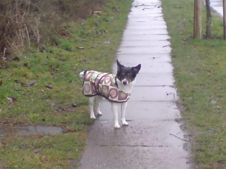 Dansk svensk gaardhund Molly - Smukke molly med sit smukke regndækken på, på en mild regnvejrsdag xP <3 billede 20