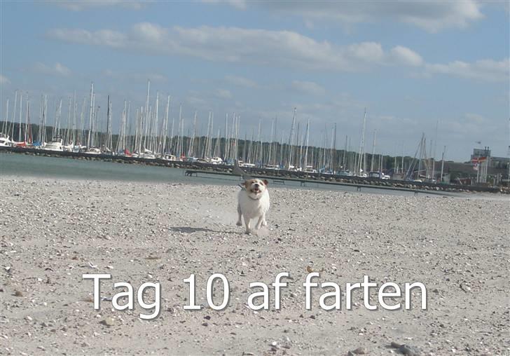 Parson russell terrier                »' Tine <3 - 6| Tricks; BLIV. KOM HER billede 6