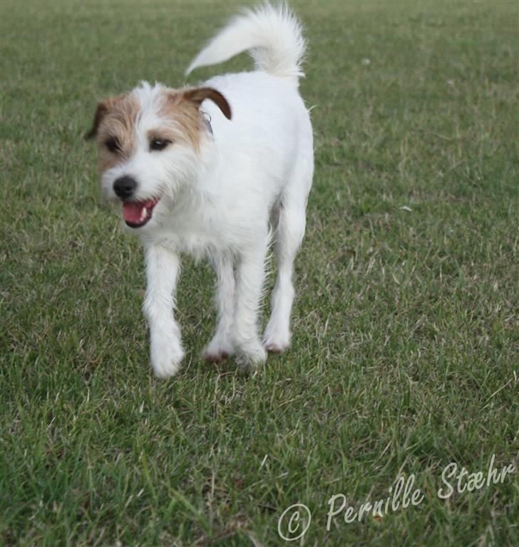 Parson russell terrier                »' Tine <3 - 9| 19/7 ´09. billede 9