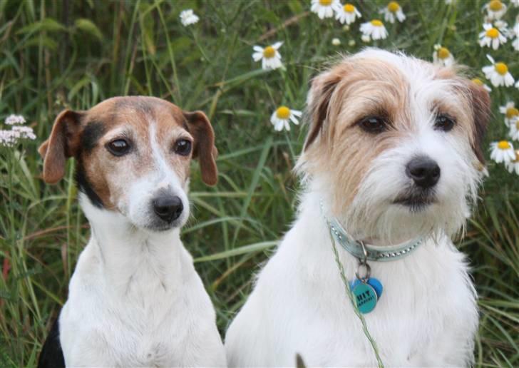 Parson russell terrier                »' Tine <3 - 12| 19/7 ´09. Tine og hendes girlfriend! billede 12