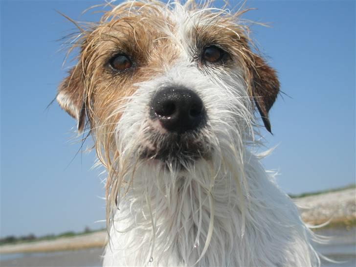 Parson russell terrier                »' Tine <3 - 13| Grimmeste billede 13