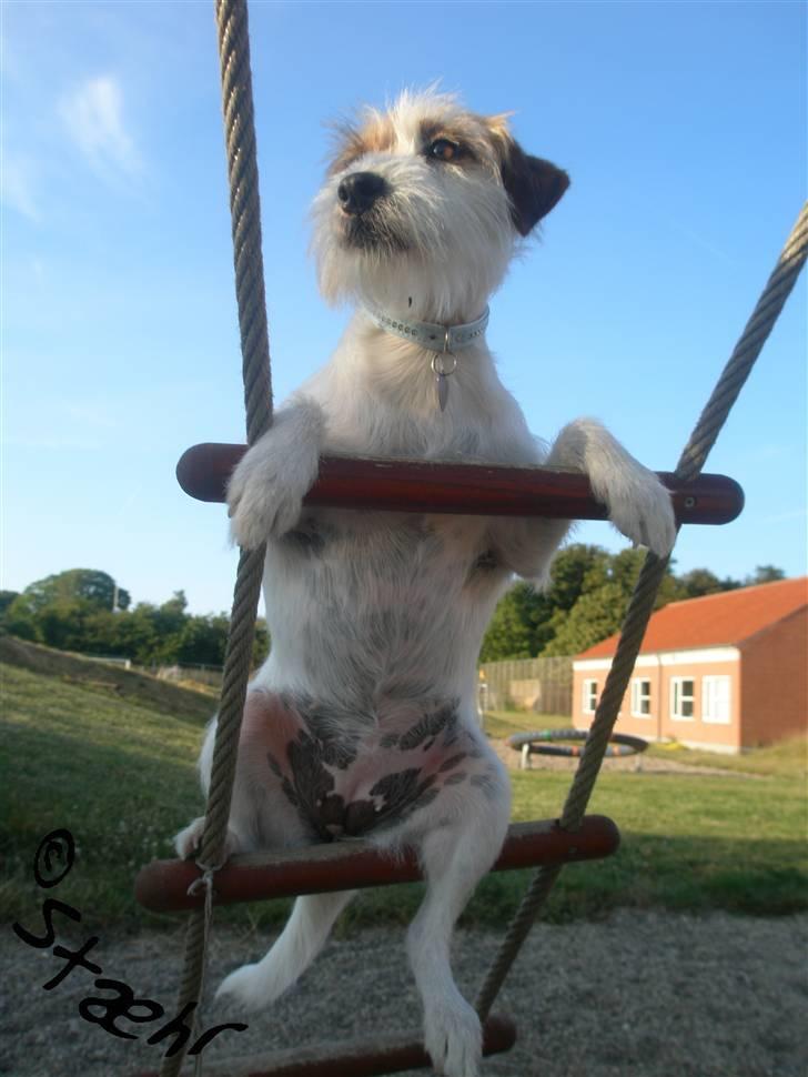 Parson russell terrier                »' Tine <3 - 14| På stige billede 14