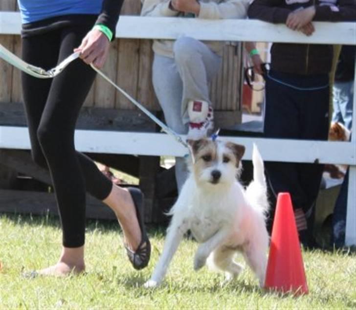 Parson russell terrier                »' Tine <3 - 15| 13/6 ´09. Det Fynske Dyrskue. VANDT 7/10 I DYRSKUE GAME! billede 15