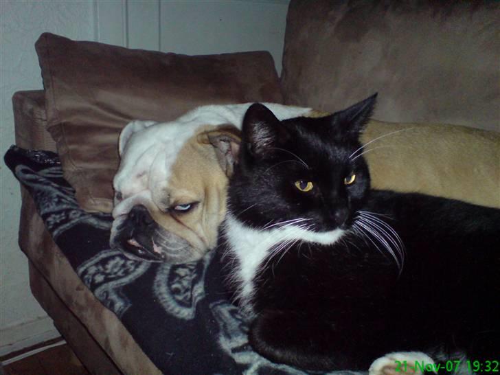 Engelsk bulldog berta  billede 7