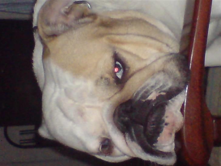 Engelsk bulldog berta  billede 8