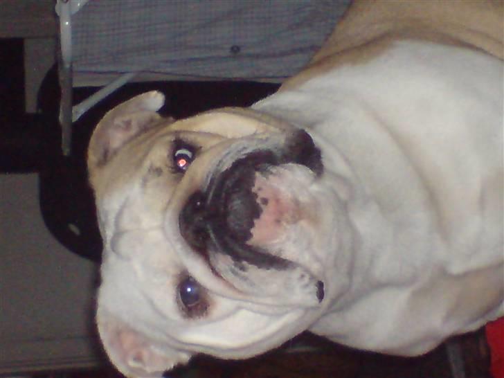 Engelsk bulldog berta  billede 9