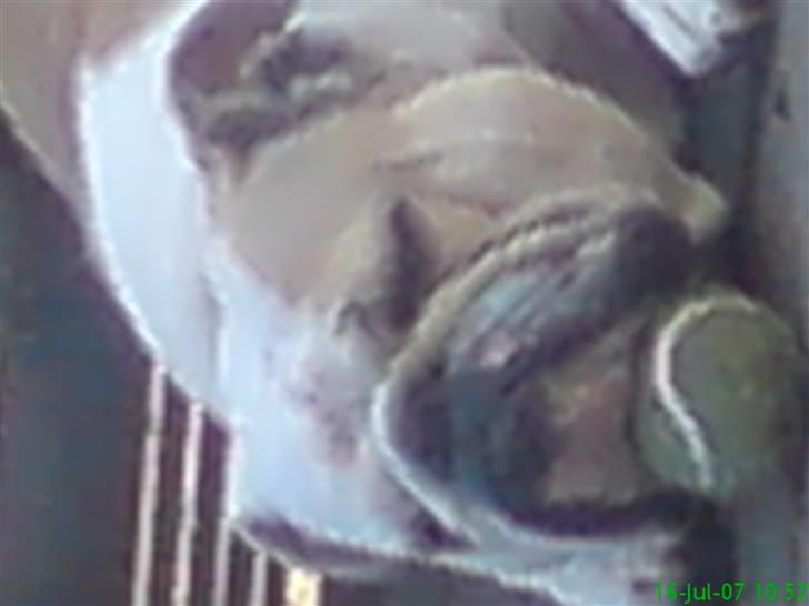 Engelsk bulldog berta  billede 10