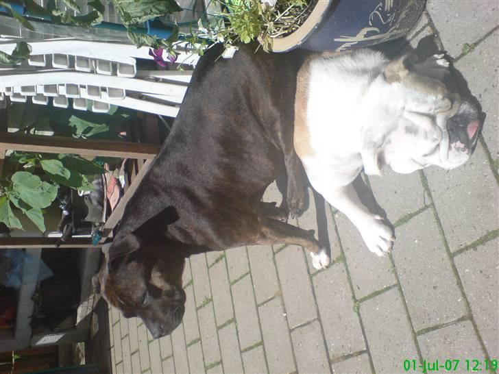 Engelsk bulldog berta  billede 11