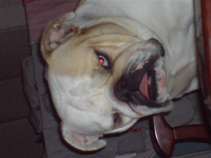 Engelsk bulldog berta  billede 12