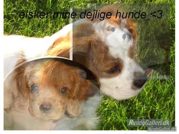 Cavalier king charles spaniel Mille DØD den 29 Juni 2012. - Her er et flot billede som der er en bruger her på galleriet der har lavet til mig ... billede 11