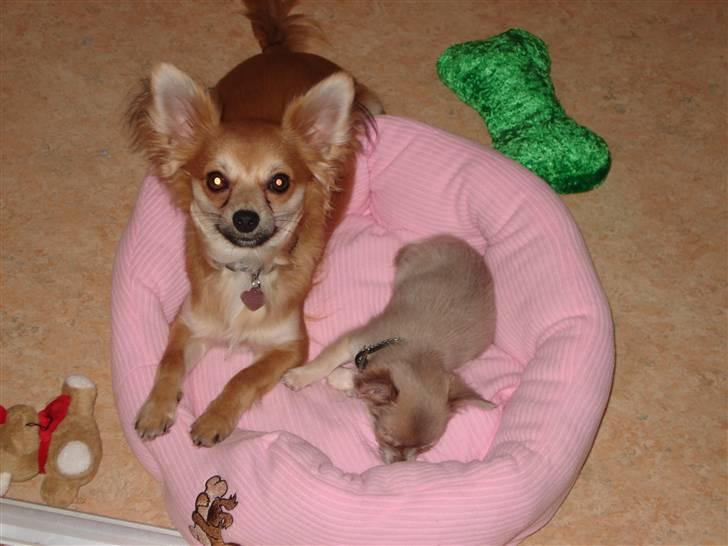 Chihuahua rocky - min nye veninde tulle hende kan jeg godt lide billede 14