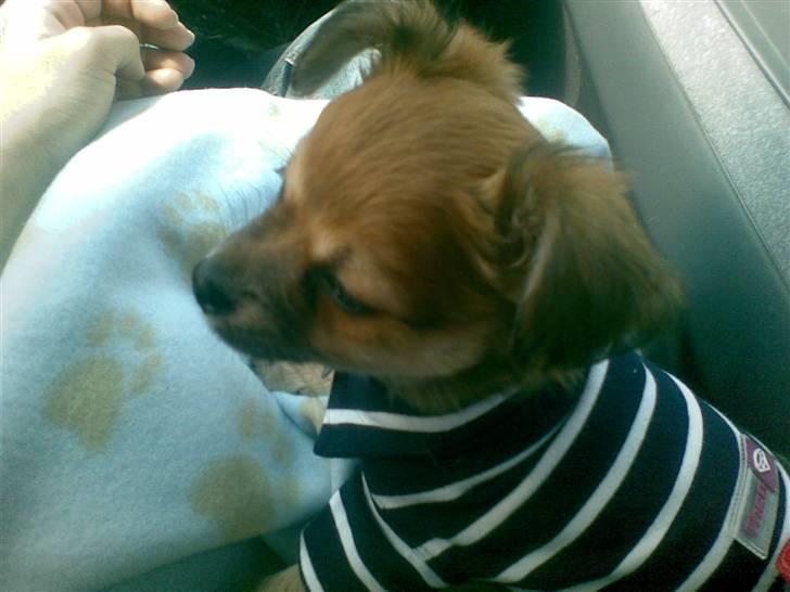 Chihuahua rocky - stadig en lille hvalp billede 15